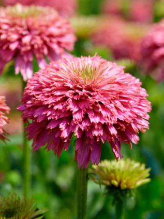Jeżówka 'Pink Bonbon' Echinacea