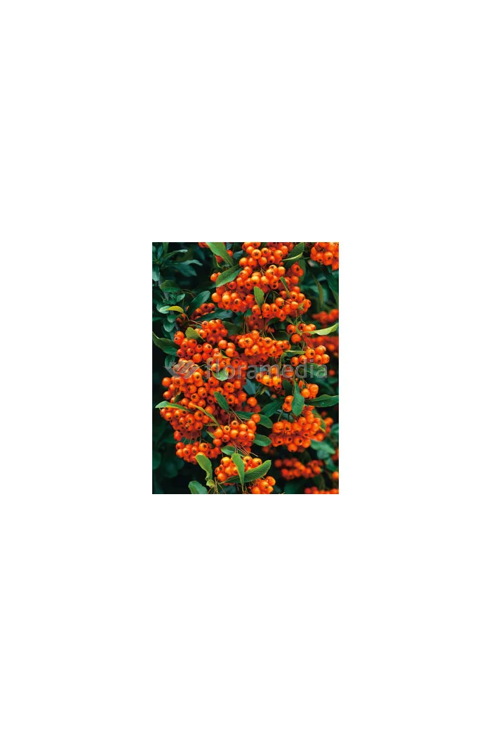 Ognik szkarłatny 'Orange Glow' | Pyracantha coccinea