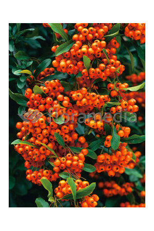 Ognik szkarłatny 'Orange Glow' | Pyracantha coccinea