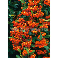 Ognik szkarłatny 'Orange Glow' | Pyracantha coccinea