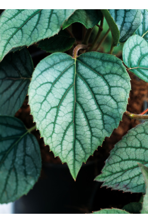 Przywarka japońska 'Moonlight'| Schizophragma hydrangeoides