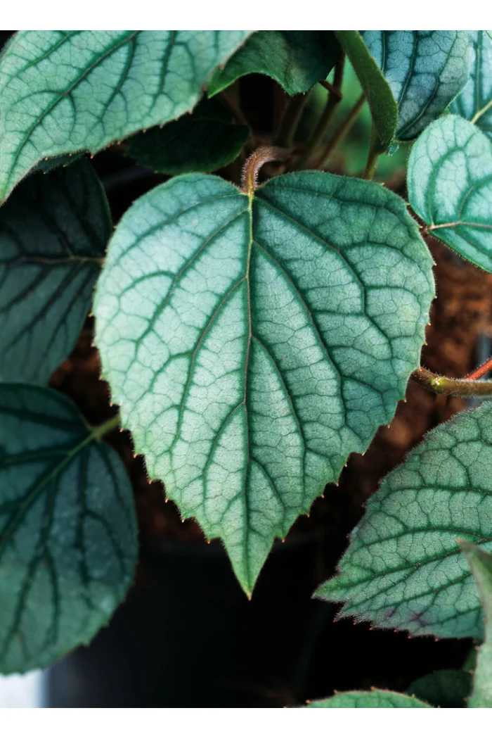 Przywarka japońska 'Moonlight'| Schizophragma hydrangeoides