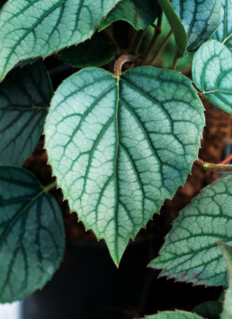 Przywarka japońska 'Moonlight'| Schizophragma hydrangeoides