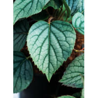 Przywarka japońska 'Moonlight'| Schizophragma hydrangeoides