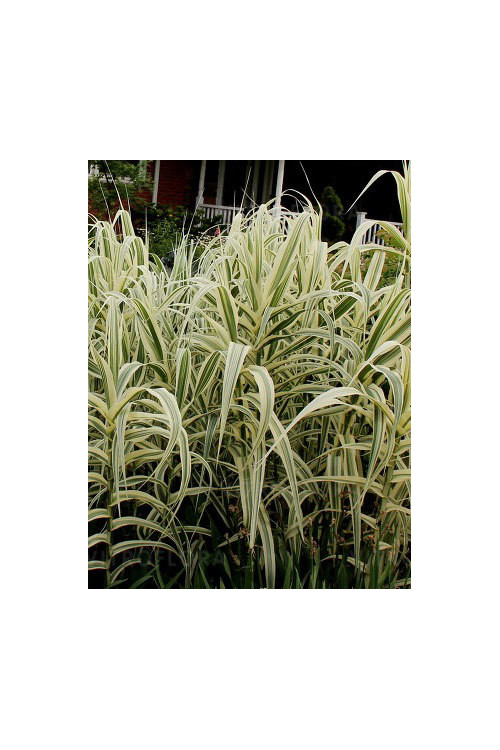 Lasecznica trzcinowata 'Ely' | Arundo donax