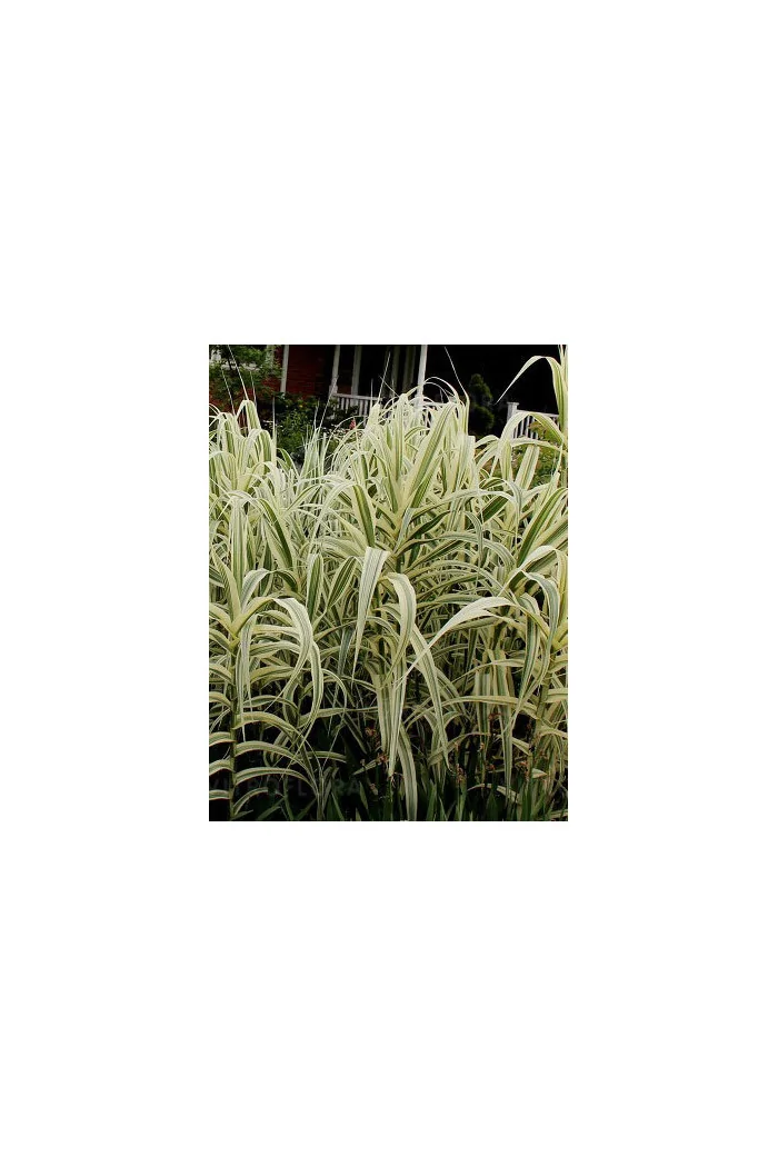 Lasecznica trzcinowata 'Ely' | Arundo donax