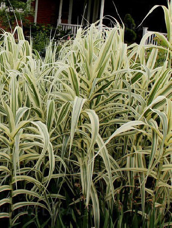 Lasecznica trzcinowata 'Ely' | Arundo donax