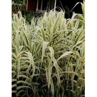 Lasecznica trzcinowata 'Ely' | Arundo donax