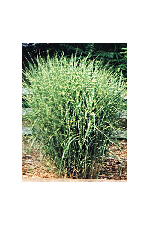 Miskant chiński 'Strictus Dwarf' | Miscanthus sinensis