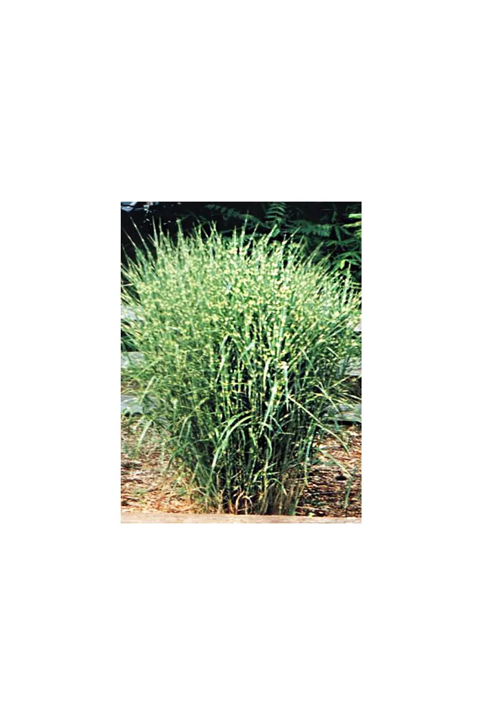 Miskant chiński 'Strictus Dwarf' | Miscanthus sinensis