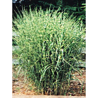 Miskant chiński 'Strictus Dwarf' | Miscanthus sinensis