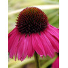 Jeżówka 'Raspberry Tart' Echinacea