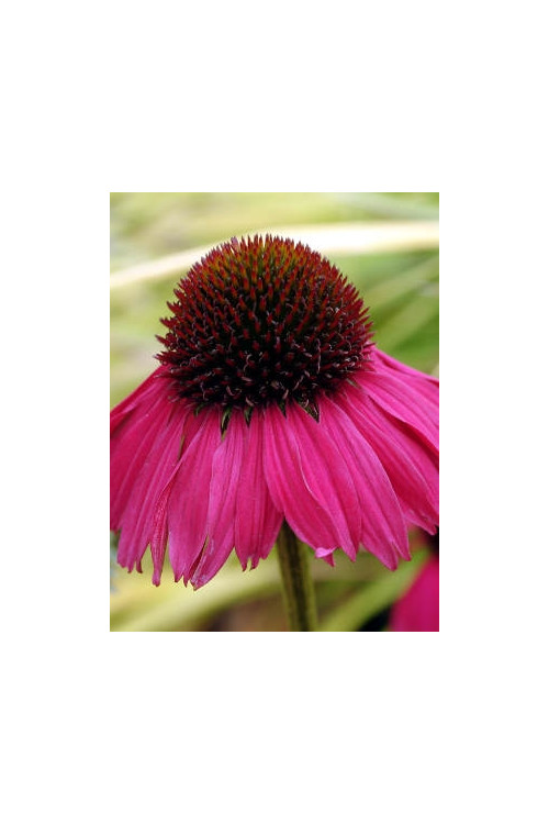 Jeżówka 'Raspberry Tart' Echinacea