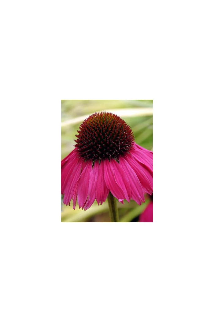Jeżówka 'Raspberry Tart' Echinacea