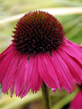 Jeżówka 'Raspberry Tart' Echinacea