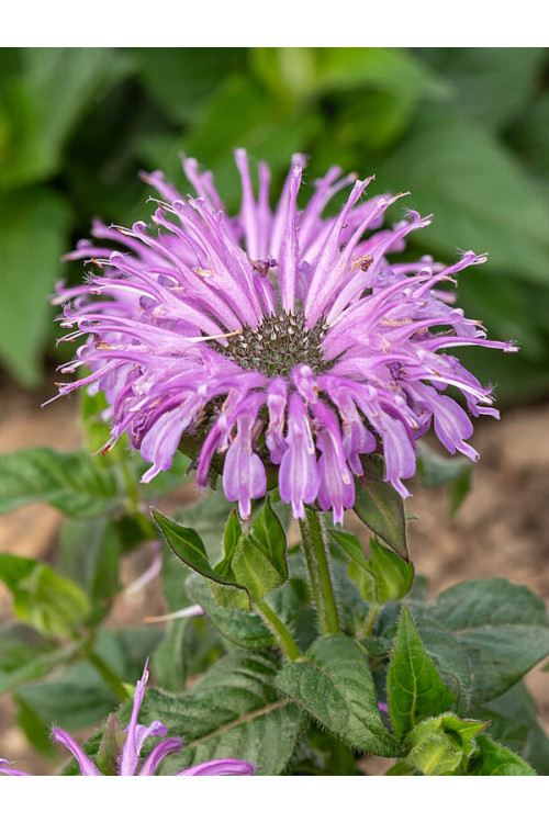 Pysznogłówka 'SUGAR BUZZ Blue Moon' | Monarda didyma