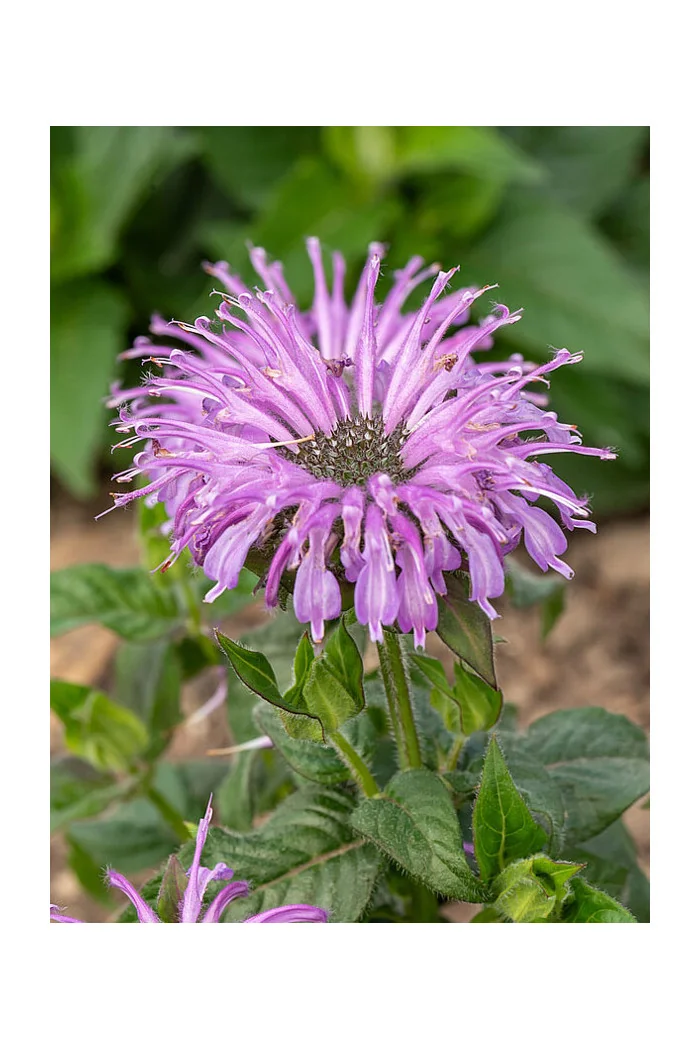 Pysznogłówka 'SUGAR BUZZ Blue Moon' | Monarda didyma