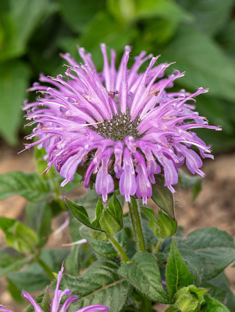 Pysznogłówka 'SUGAR BUZZ Blue Moon' | Monarda didyma