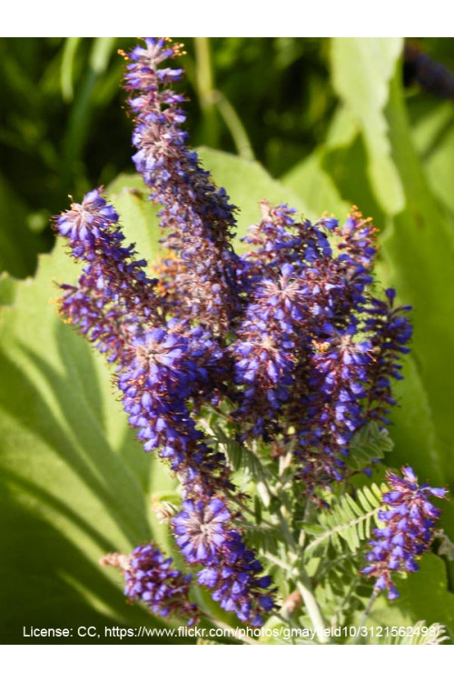 Amorfa (indygowiec) szara | Amorpha canescens