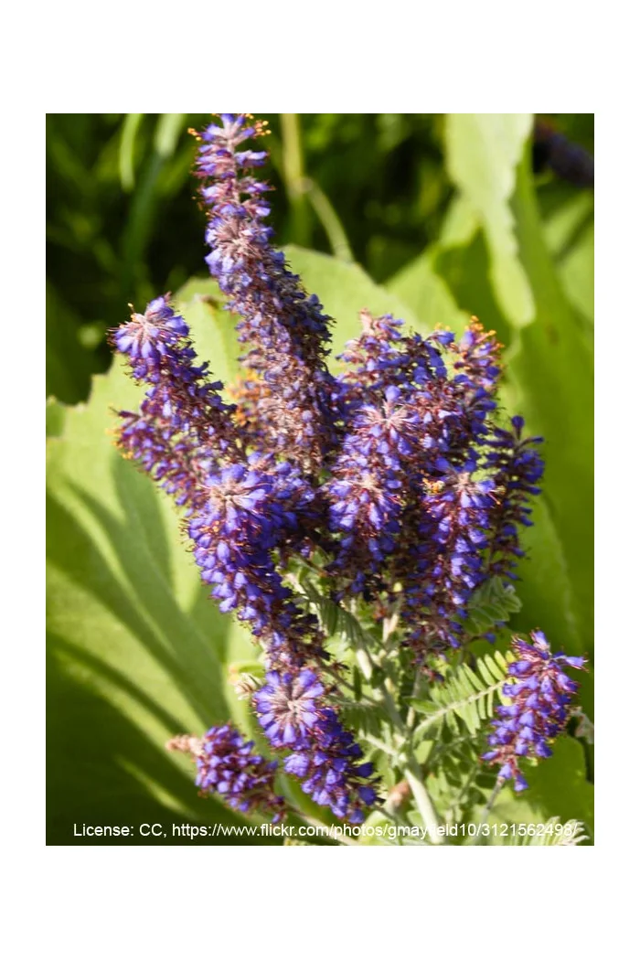 Amorfa (indygowiec) szara | Amorpha canescens