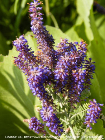 Amorfa (indygowiec) szara | Amorpha canescens