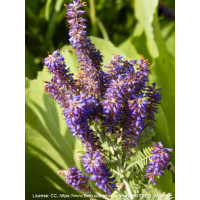 Amorfa (indygowiec) szara | Amorpha canescens