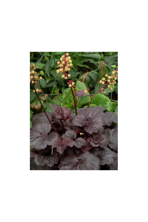 Żurawka 'Gotham' Heuchera