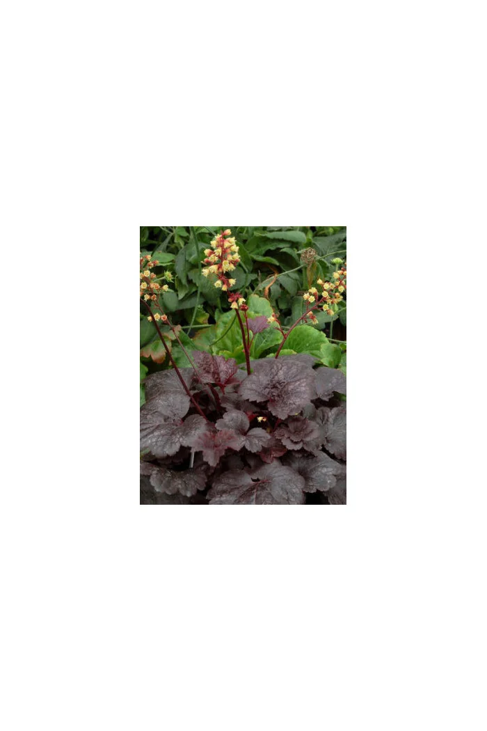 Żurawka 'Gotham' Heuchera