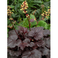 Żurawka 'Gotham' Heuchera