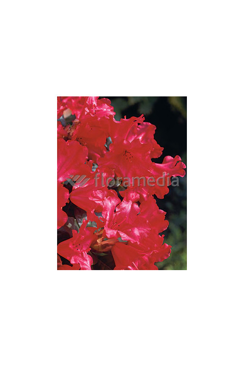 Różanecznik 'Scarlet Wonder' | Rhododendron