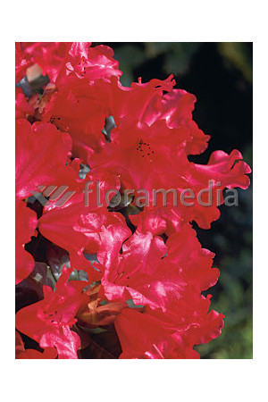 Różanecznik 'Scarlet Wonder' | Rhododendron