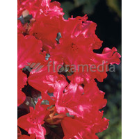 Różanecznik 'Scarlet Wonder' | Rhododendron