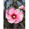 Hibiskus 'Summer Storm' Hibiscus