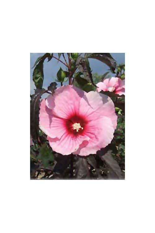Hibiskus 'Summer Storm' Hibiscus