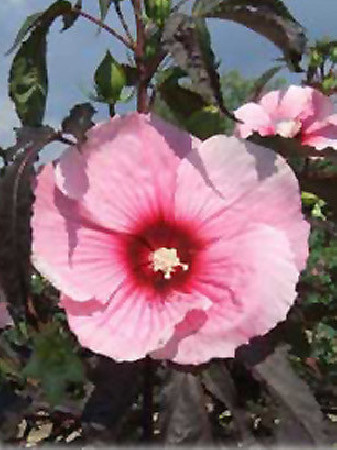 Hibiskus 'Summer Storm' Hibiscus