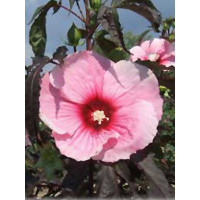 Hibiskus 'Summer Storm' Hibiscus