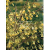 Leszczynowiec skąpokwiatowy | Corylopsis pauciflora