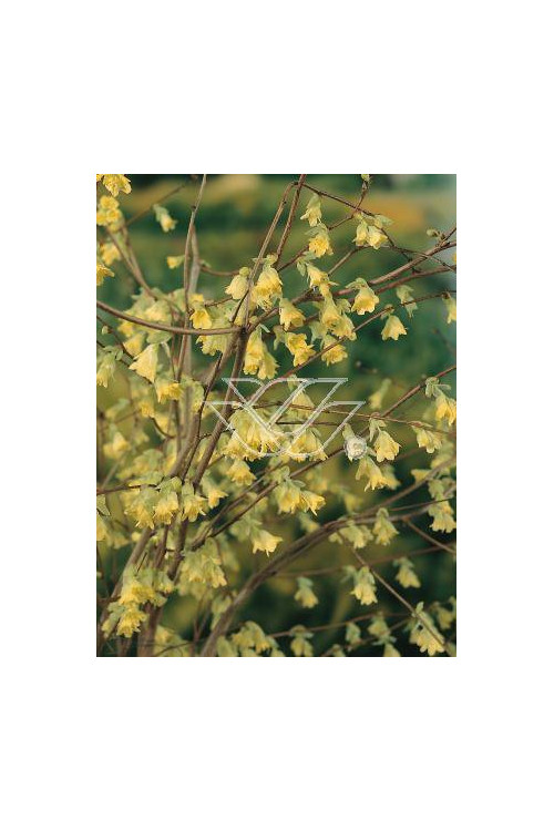 Leszczynowiec skąpokwiatowy | Corylopsis pauciflora