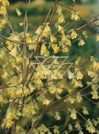 Leszczynowiec skąpokwiatowy | Corylopsis pauciflora