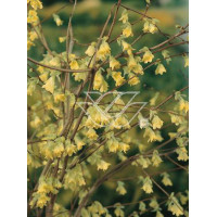 Leszczynowiec skąpokwiatowy | Corylopsis pauciflora