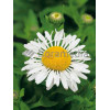 Złocień wielki Lacrosse, Leucanthemum x superbum