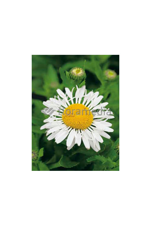 Złocień wielki Lacrosse, Leucanthemum x superbum