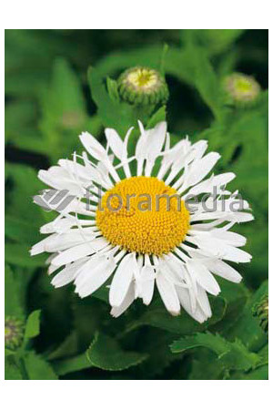 Złocień wielki Lacrosse, Leucanthemum x superbum