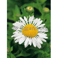 Złocień wielki Lacrosse, Leucanthemum x superbum