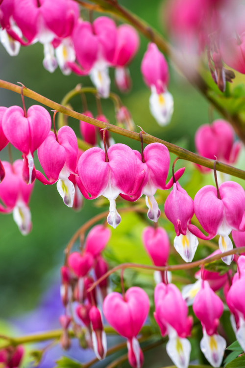 Serduszka okazała | Dicentra spectabilis