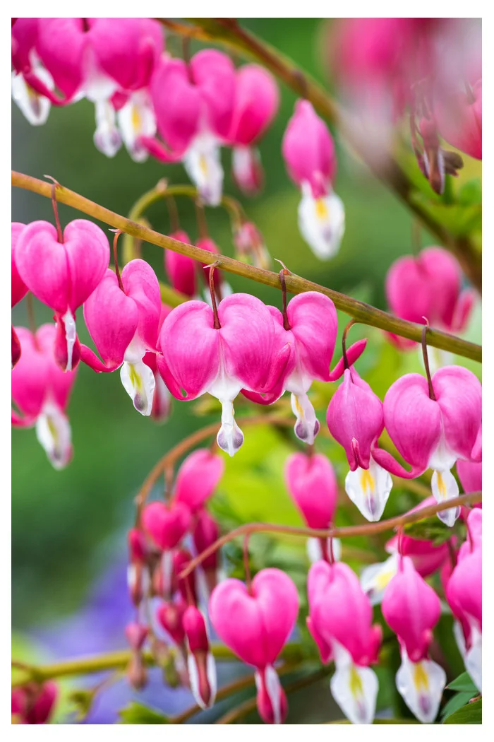 Serduszka okazała | Dicentra spectabilis