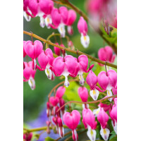 Serduszka okazała | Dicentra spectabilis
