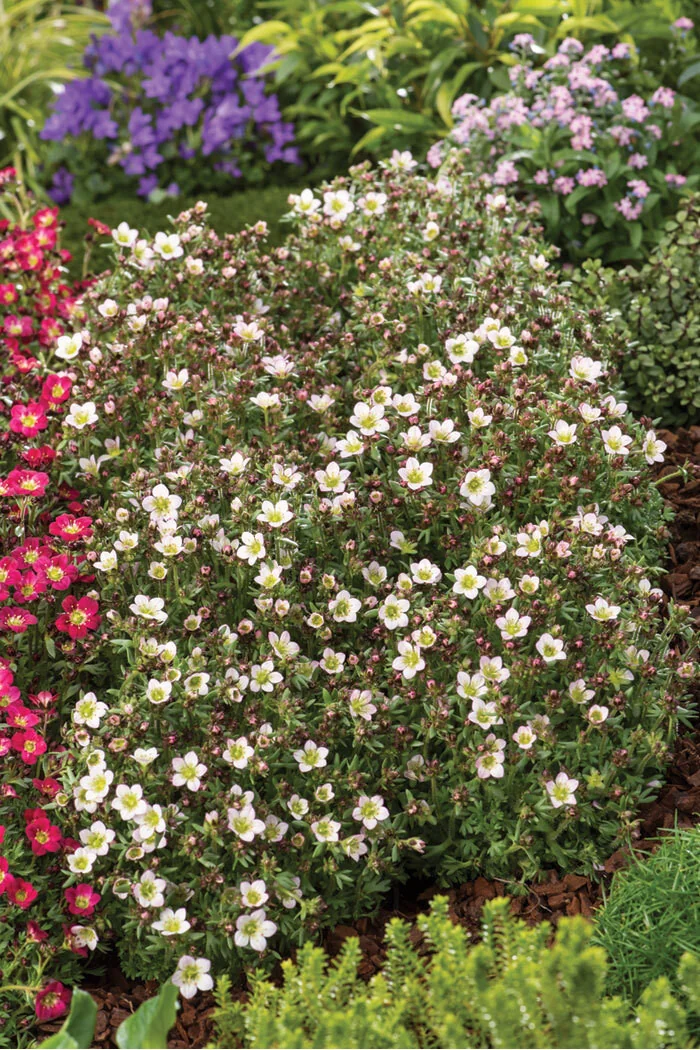Skalnica arendsa 'Pixi Pan Appleblossom' | Saxifraga x arendsii