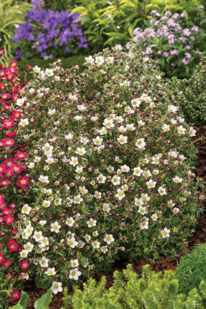 Skalnica arendsa 'Pixi Pan Appleblossom' | Saxifraga x arendsii