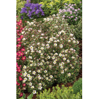 Skalnica arendsa 'Pixi Pan Appleblossom' | Saxifraga x arendsii